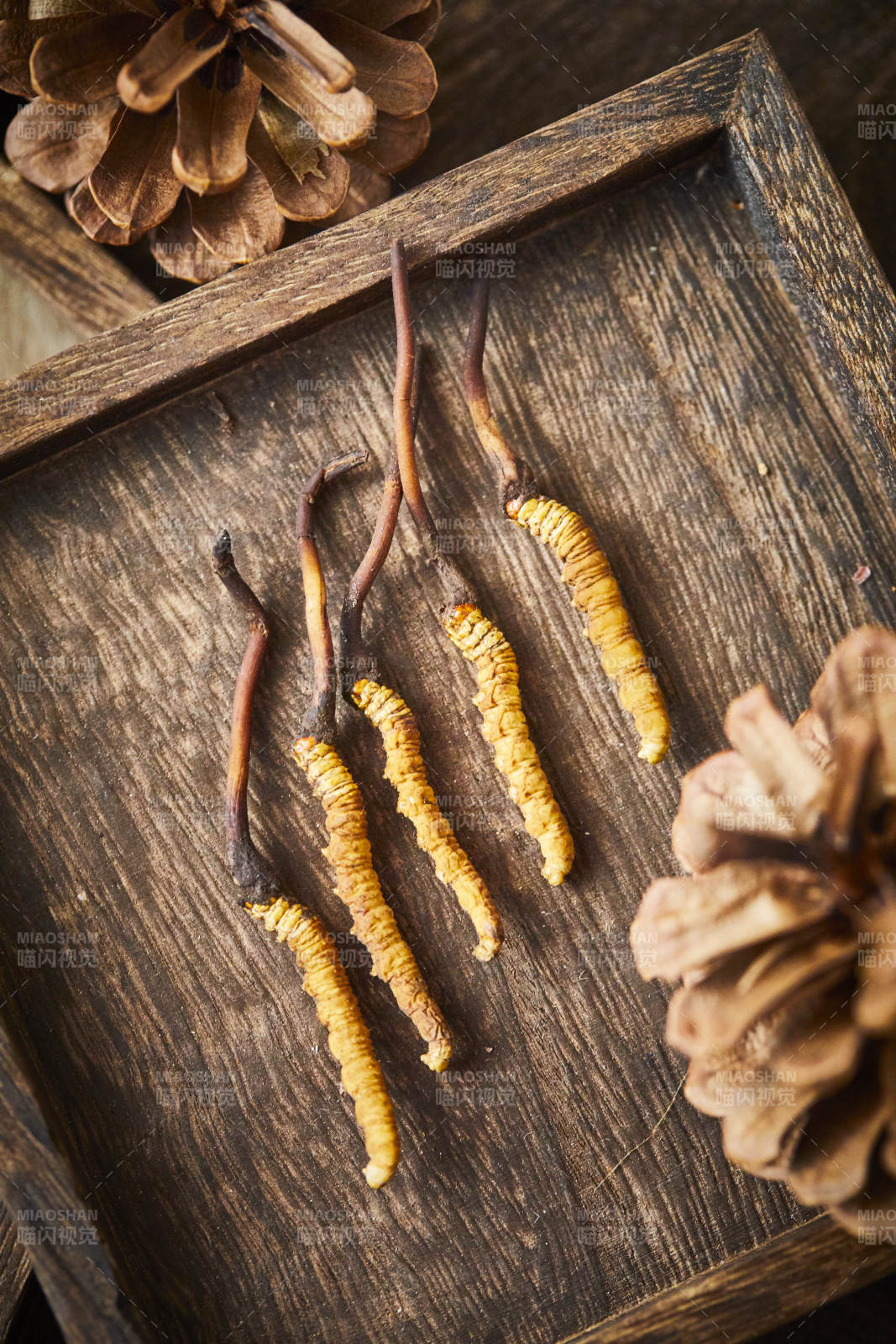 冬虫夏草与松果特写图片