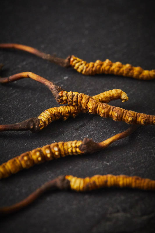 冬虫夏草特写图图片