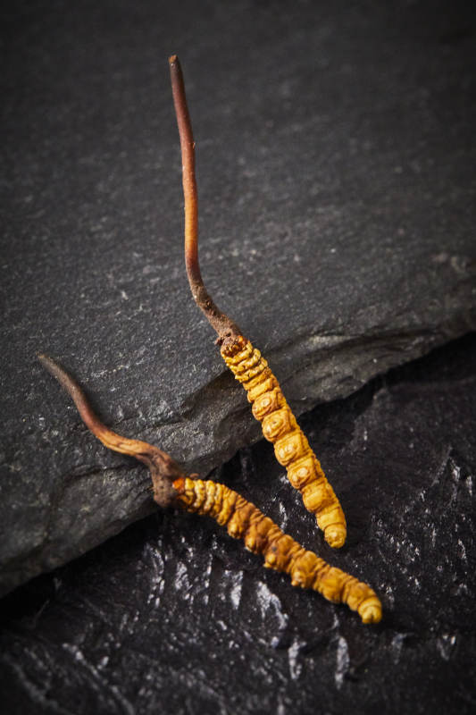 冬虫夏草特写图片