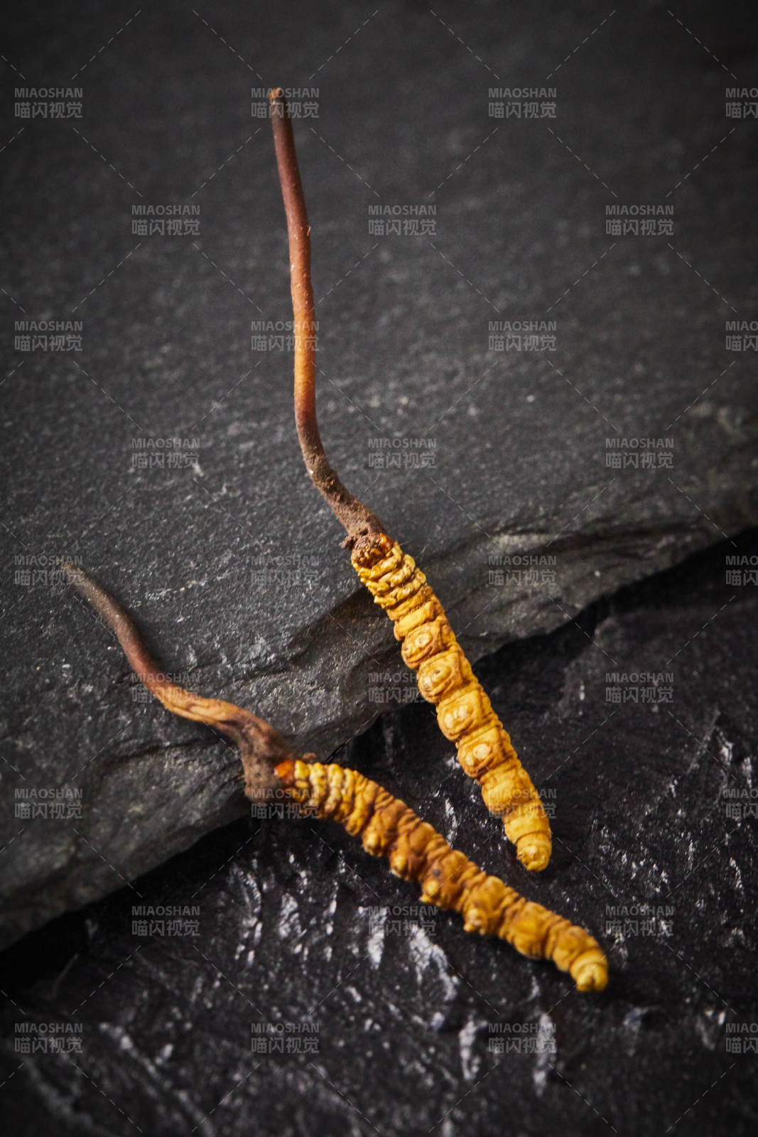 冬虫夏草特写图片