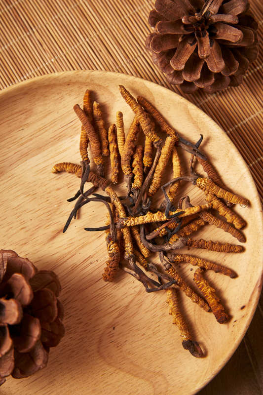 冬虫夏草与松果特写图片