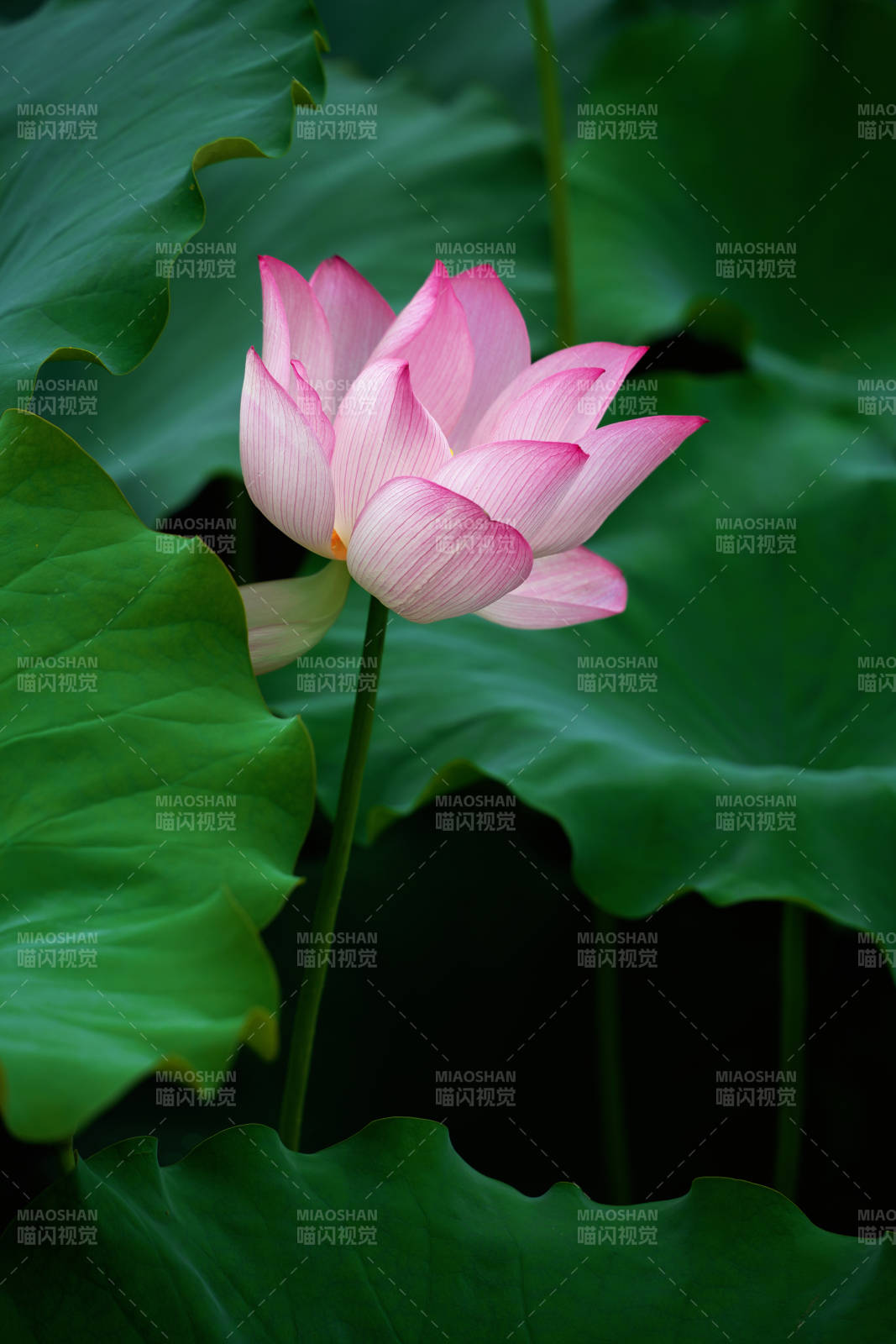 粉莲静绽绿叶间图片