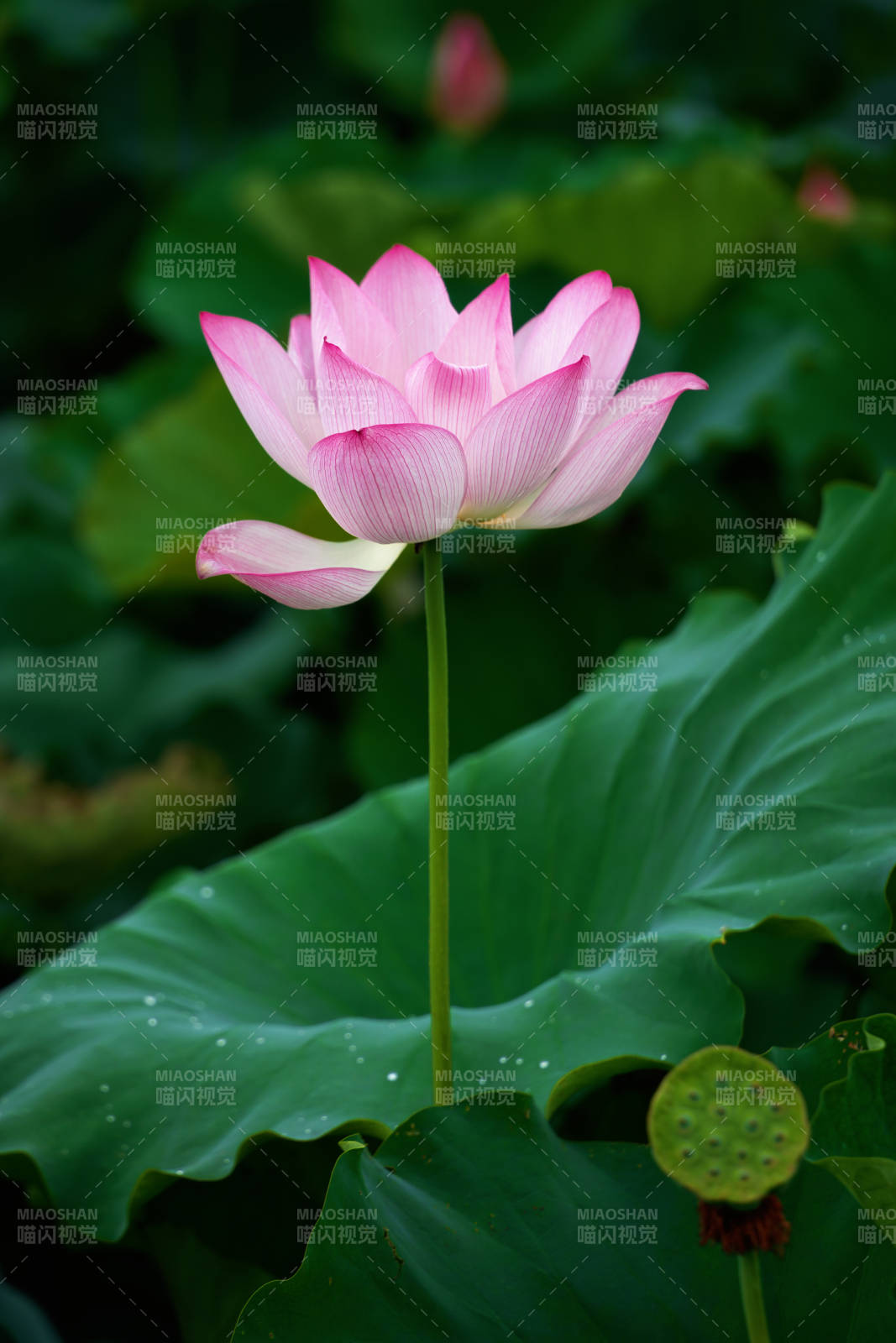 粉荷绽放 绿叶相伴图片