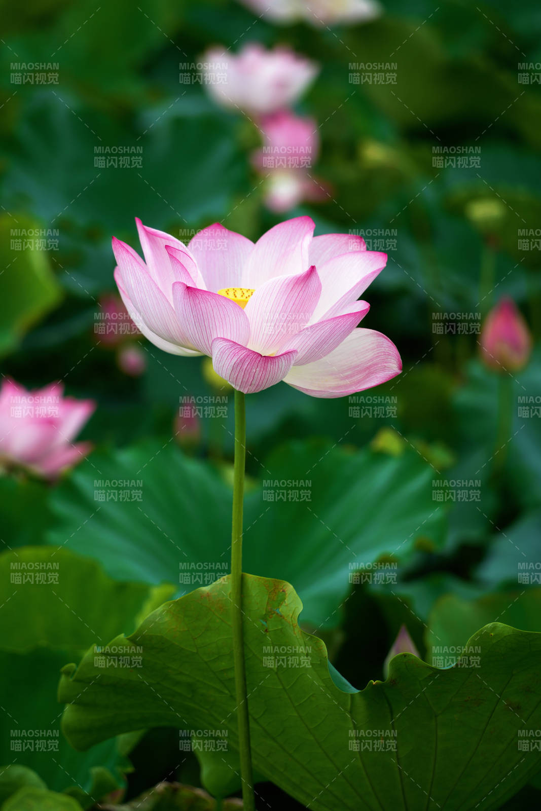 粉嫩莲花静谧绽放图片