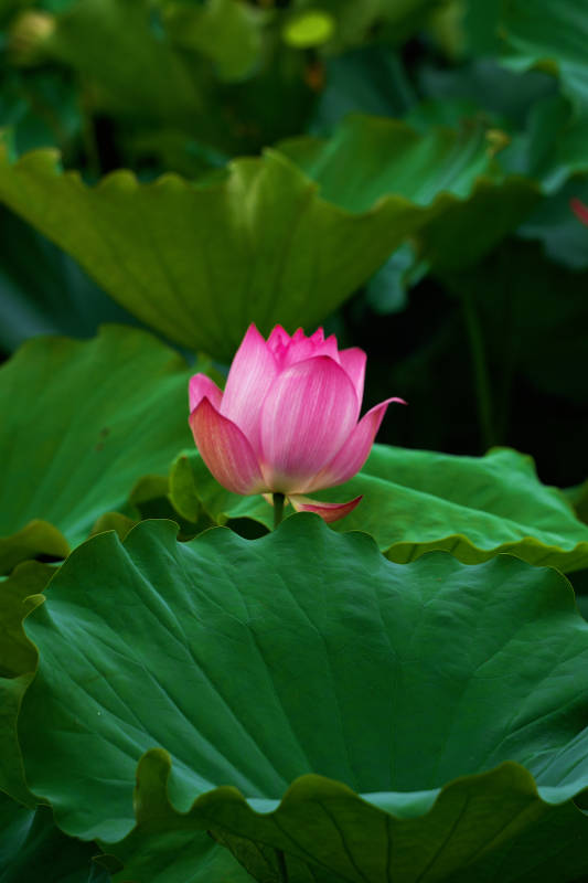 荷叶上的粉色莲花图片