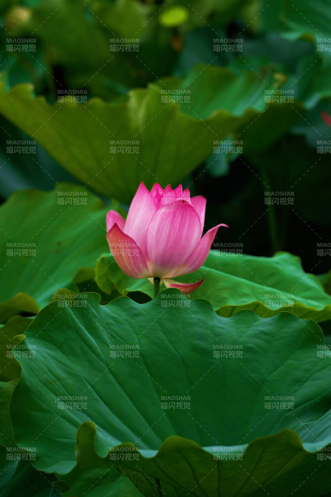 荷叶上的粉色莲花图片