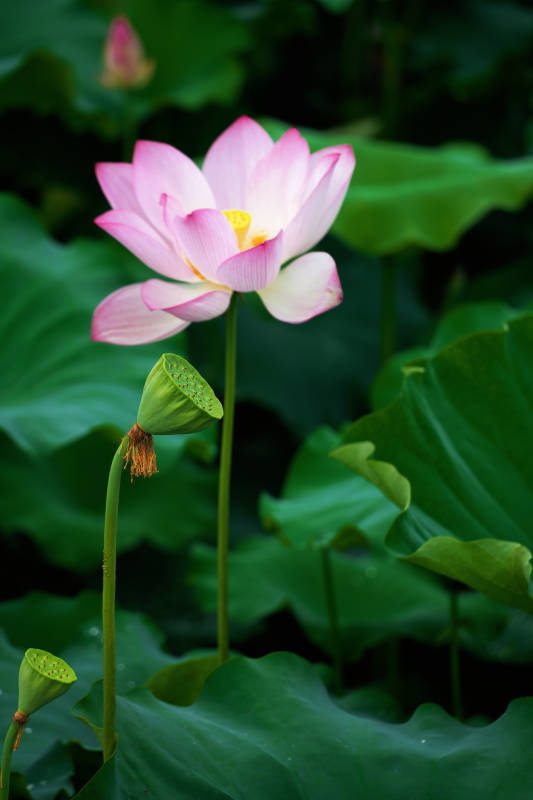 粉莲绽放 绿叶相伴图片