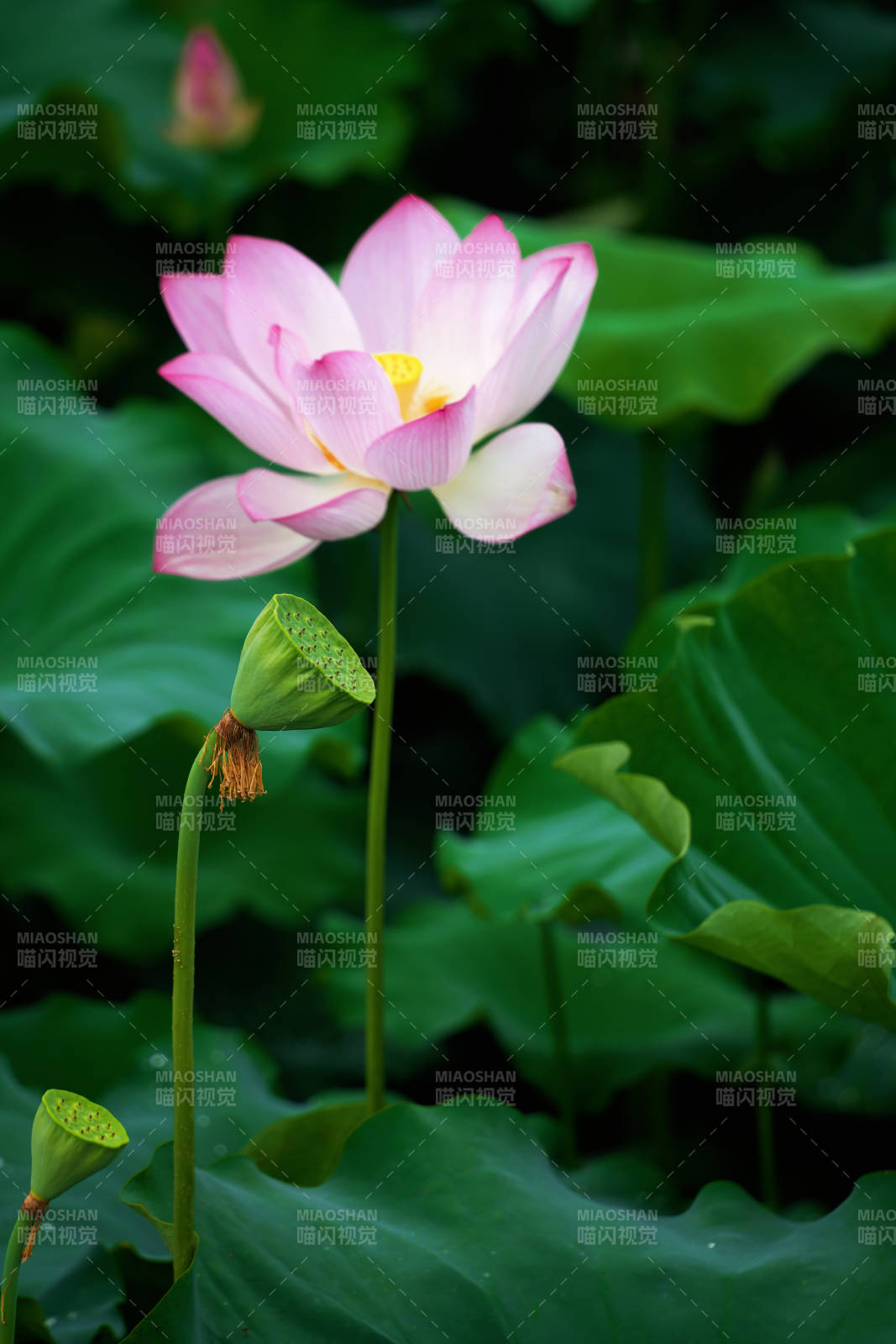 粉莲绽放 绿叶相伴图片