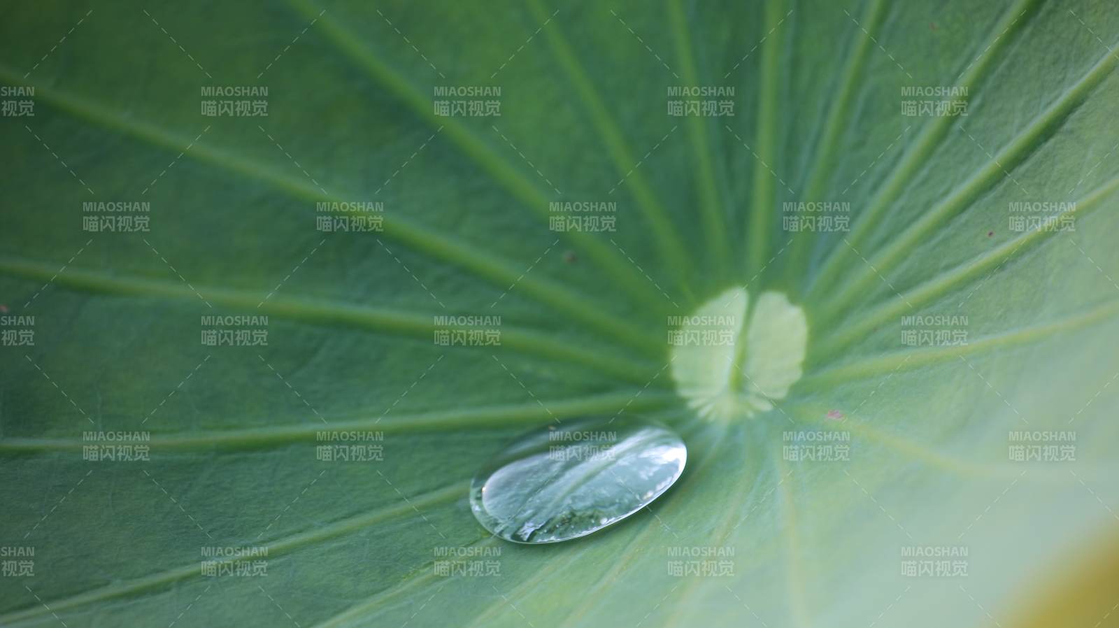 荷叶上的水滴图片