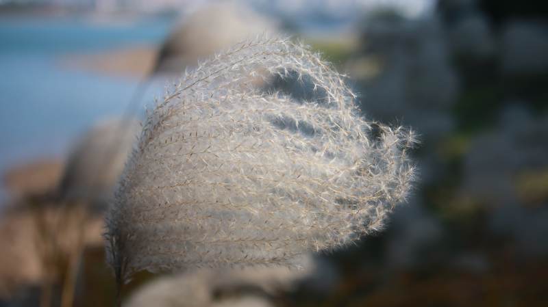 海边的羽毛草特写图片