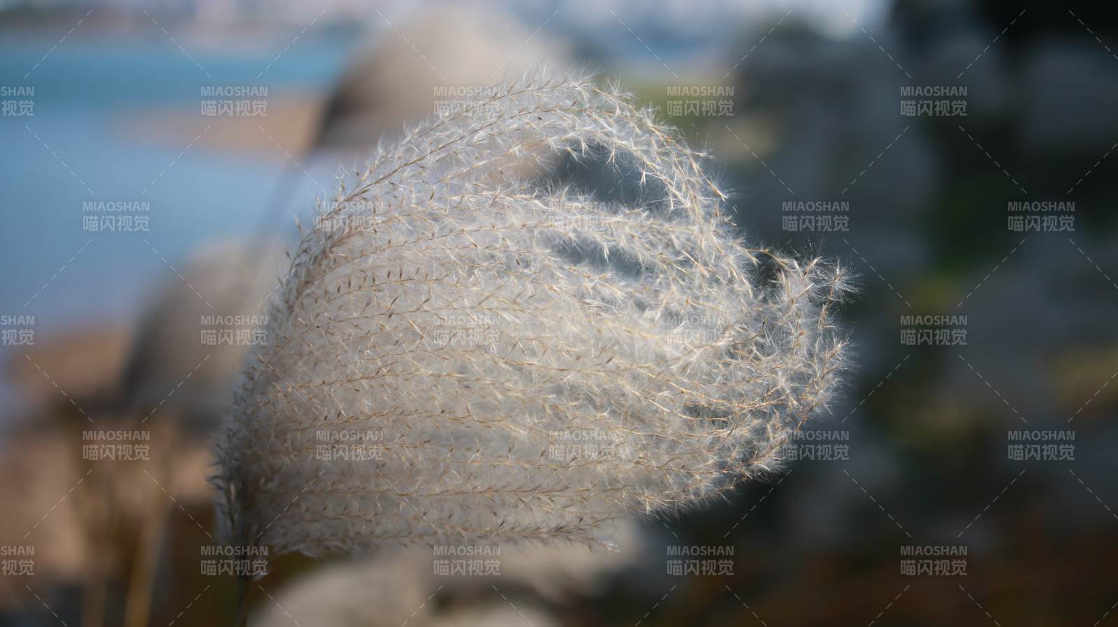 海边的羽毛草特写图片