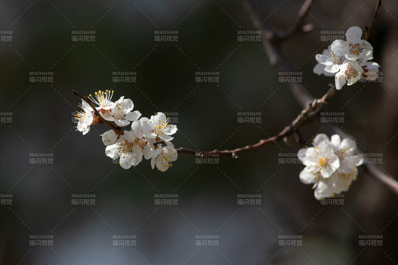 早春梅花绽放枝头图片