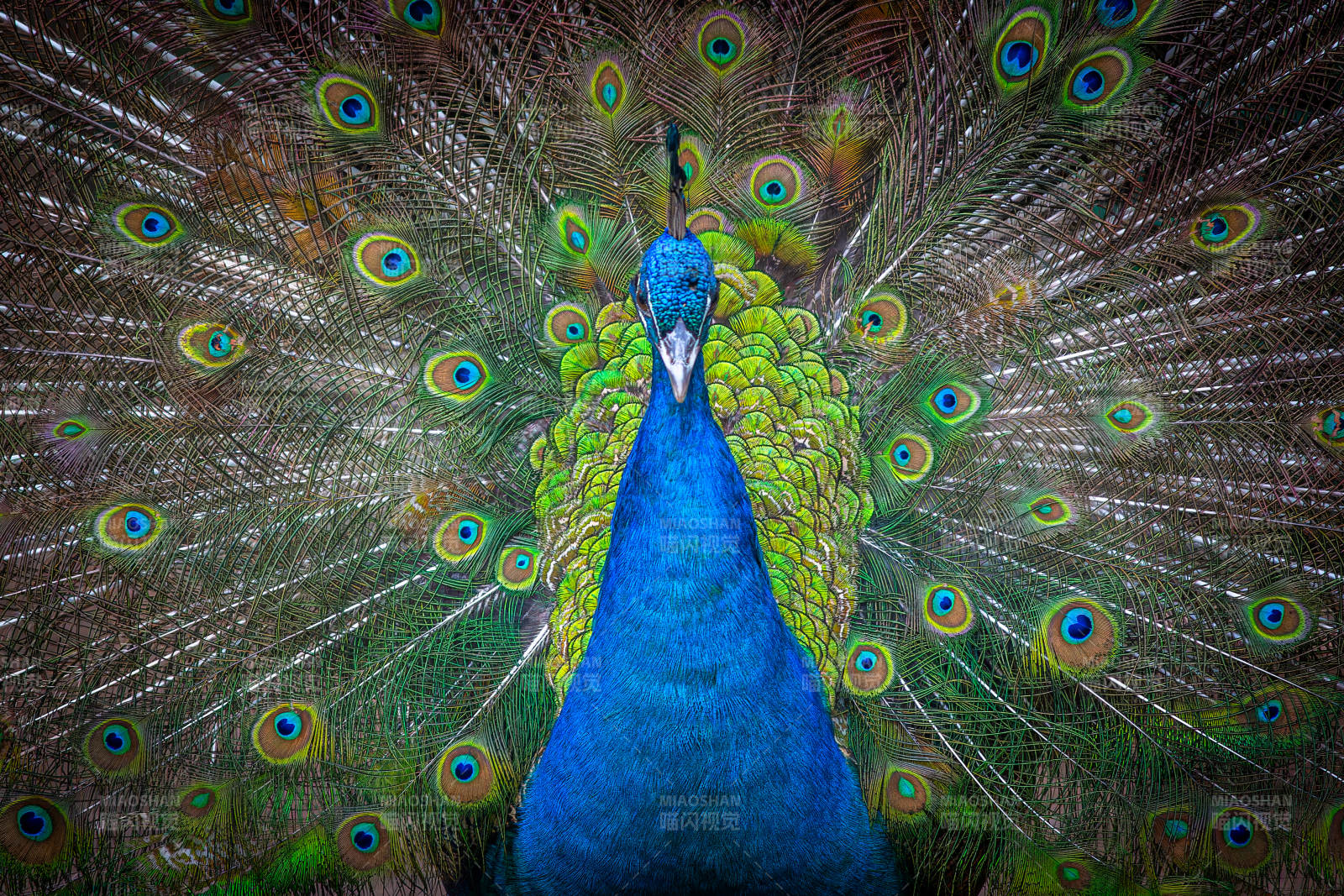 孔雀开屏 绚丽多彩图片