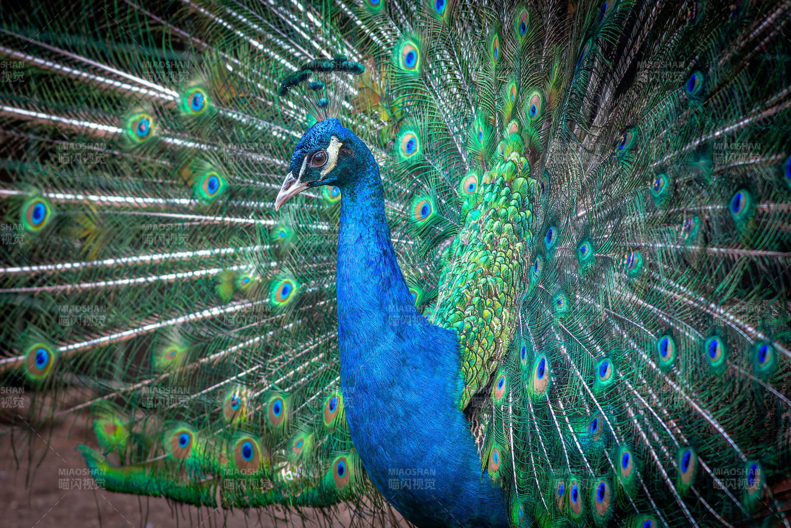 孔雀开屏 绚丽多彩图片