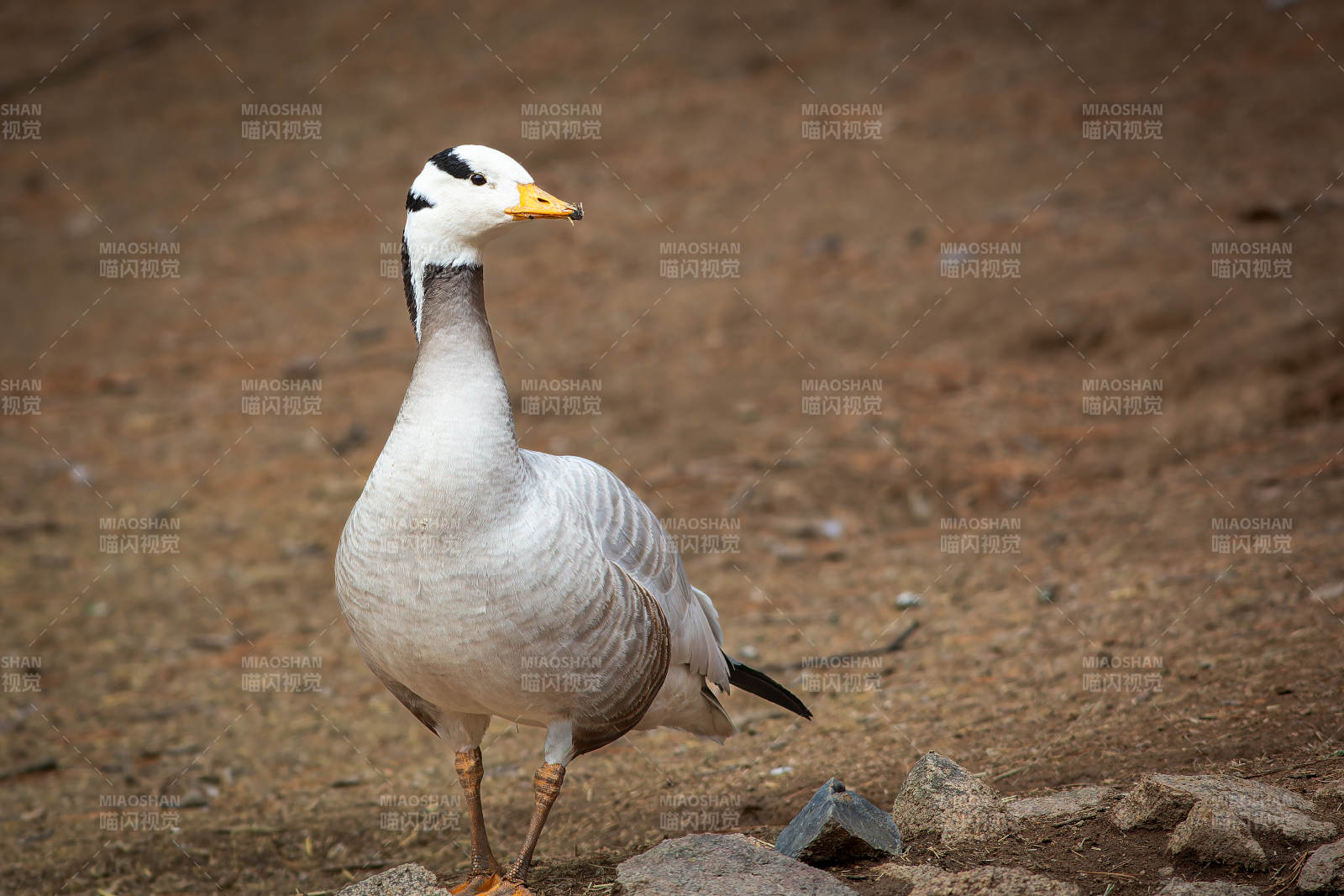 斑头雁在沙地上漫步图片