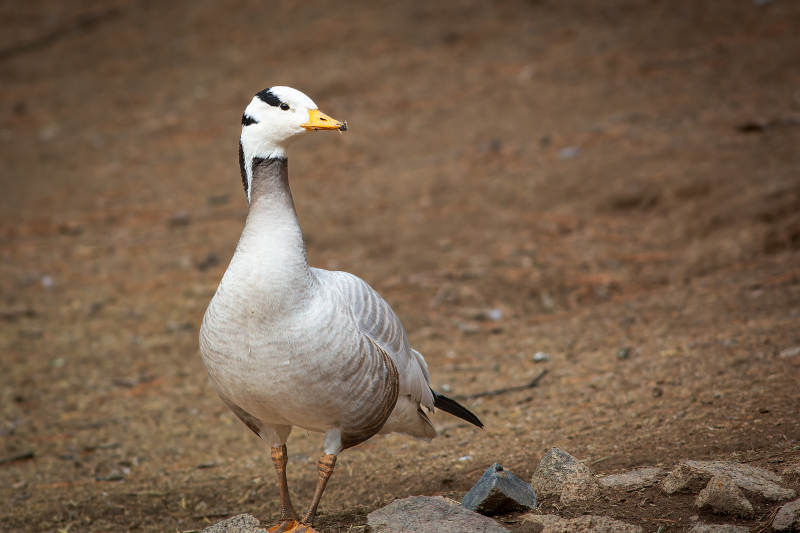 斑头雁在沙地上漫步图片