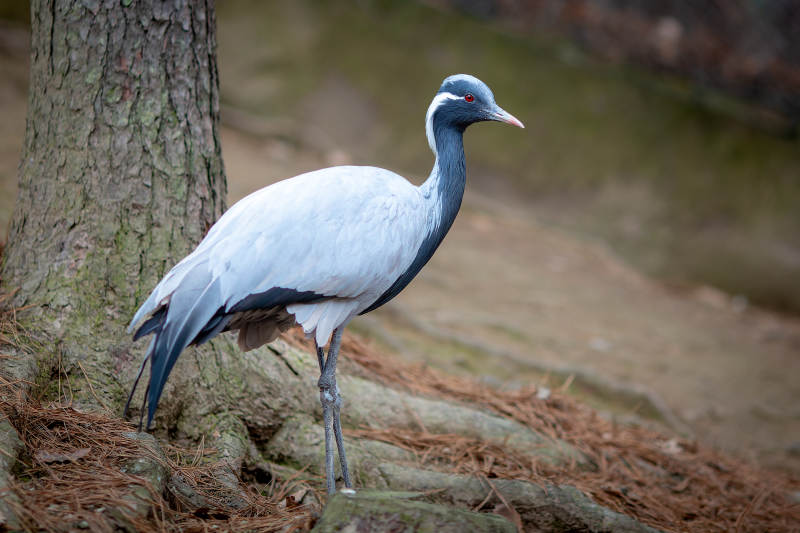 松林中的蓑羽鹤图片