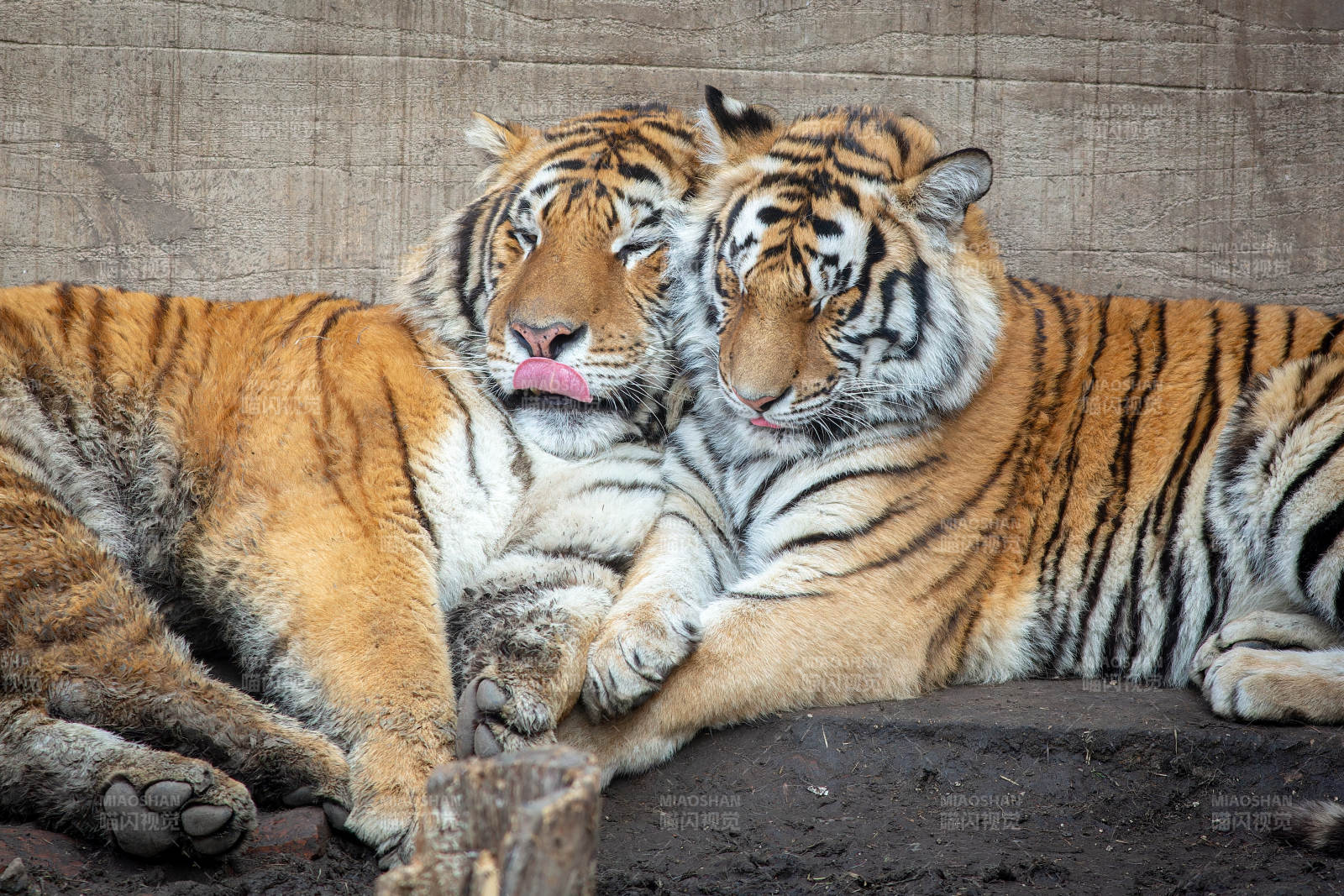两只老虎亲密相依图片