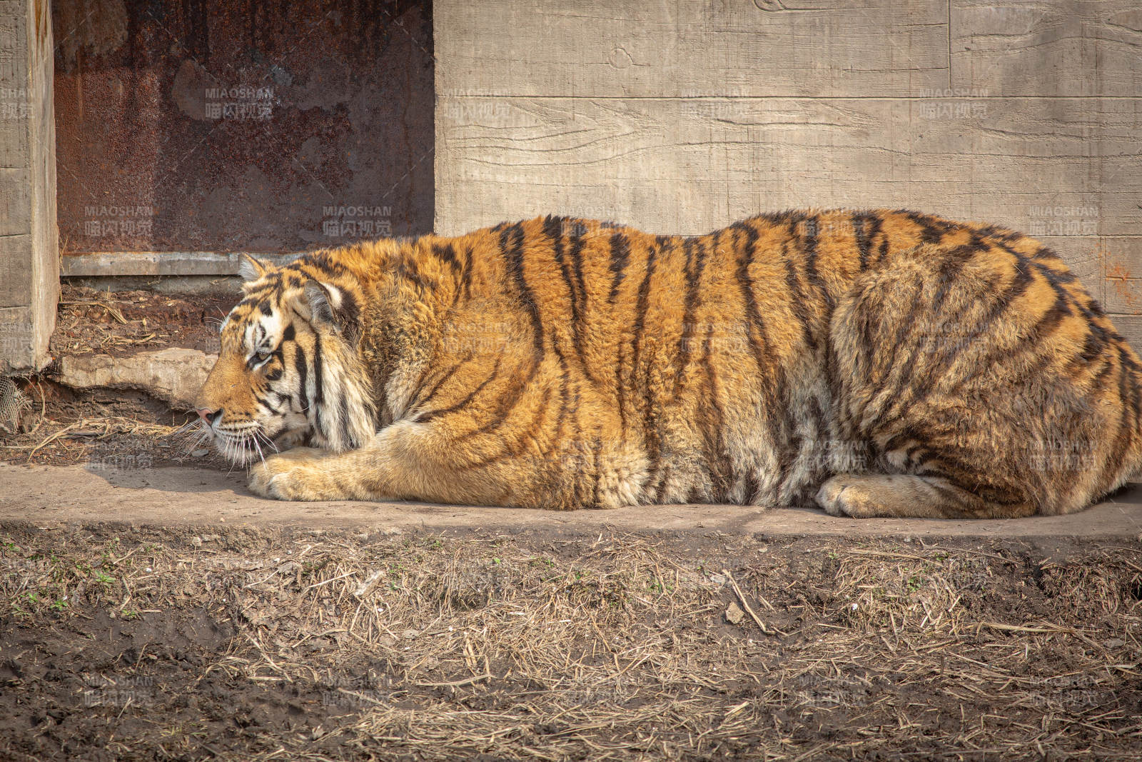 老虎悠闲地躺在地上图片