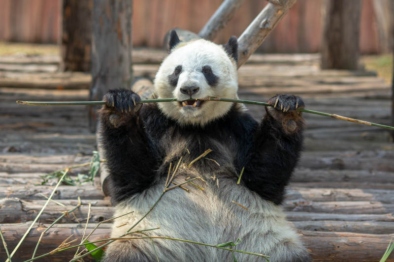 熊猫悠闲吃竹子图片