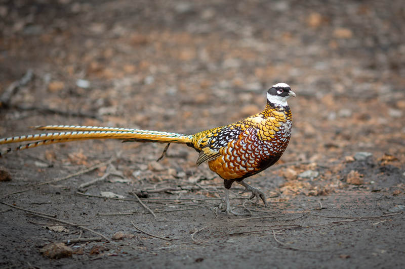 白冠长尾雉在林间漫步图片