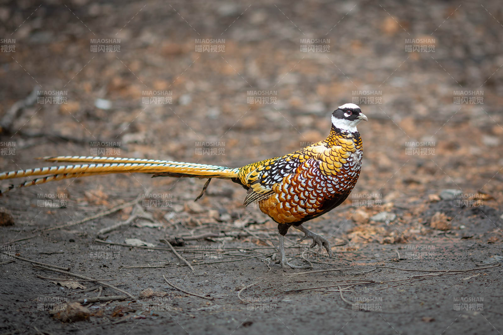 白冠长尾雉在林间漫步图片