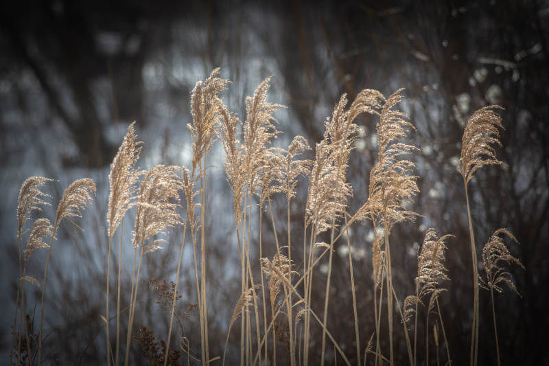 冬日芦苇 静谧之美图片