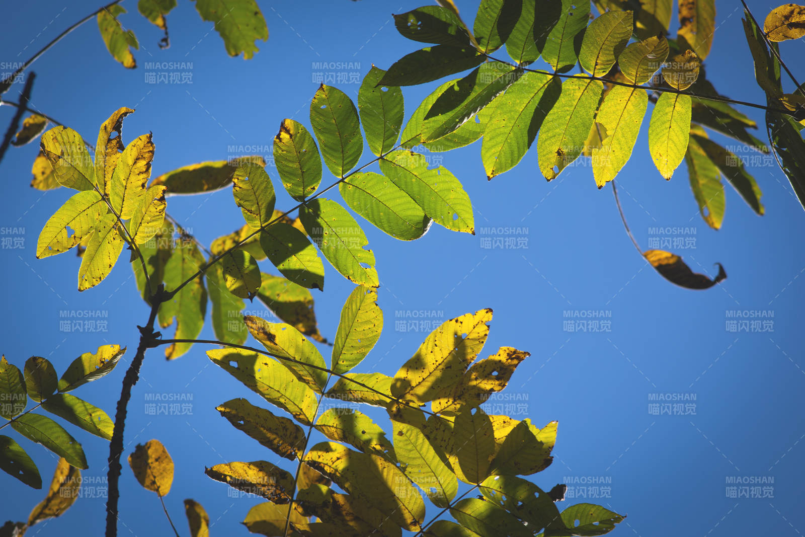 秋叶映蓝天 光影交错美图片