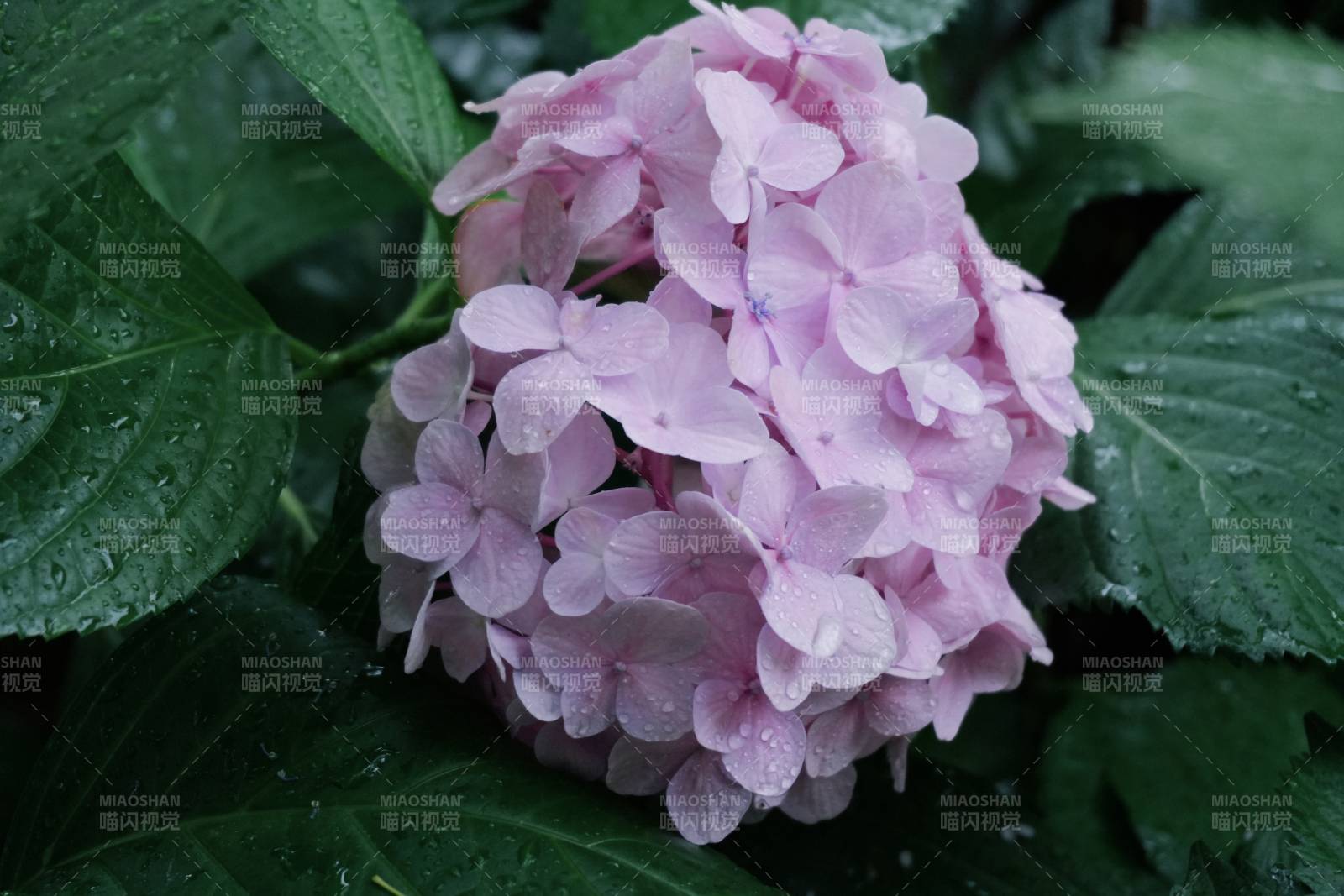 雨中粉紫绣球花图片