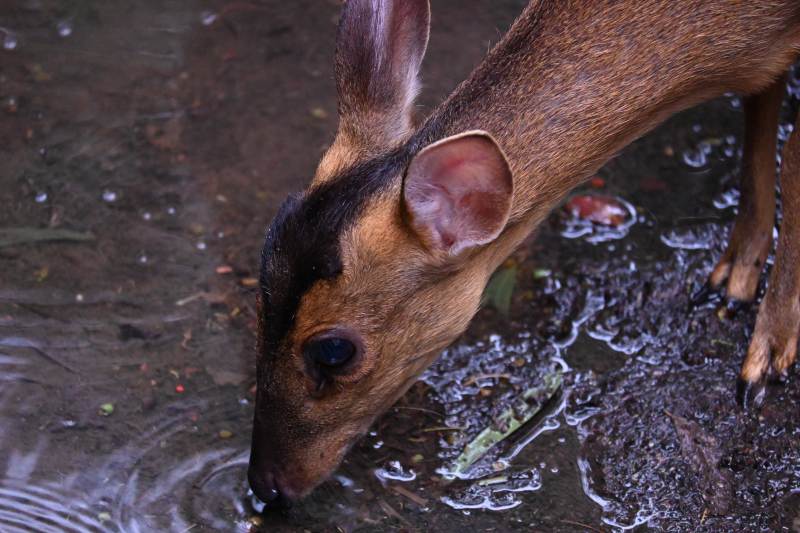 小鹿低头饮水瞬间图片