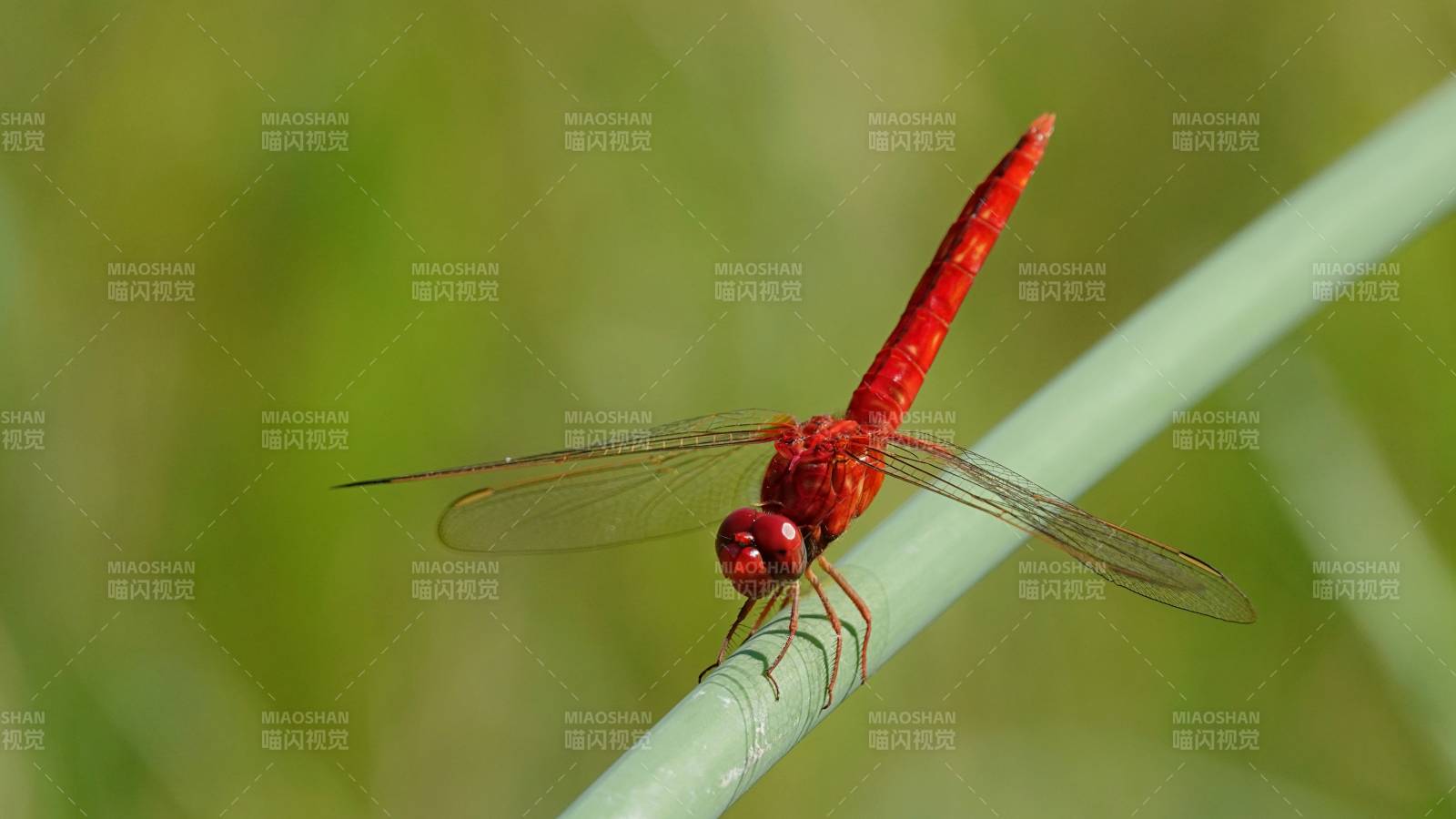 红色蜻蜓栖息绿叶上图片