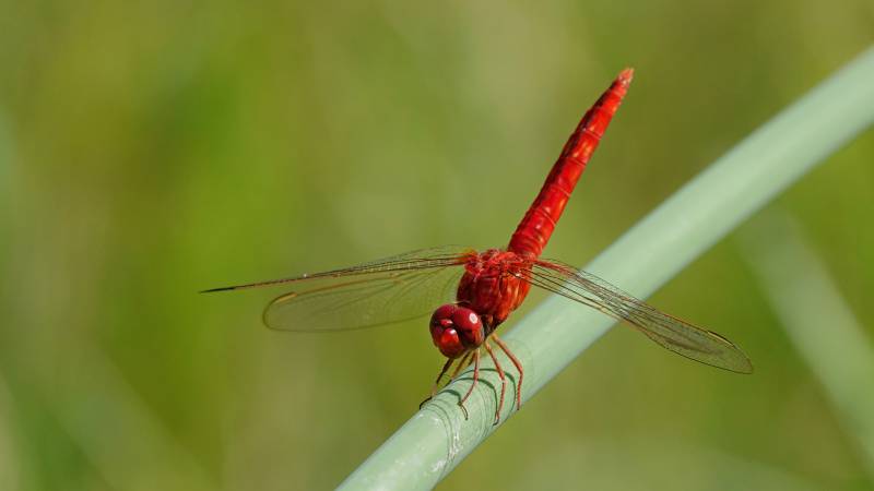 红色蜻蜓栖息绿叶上图片