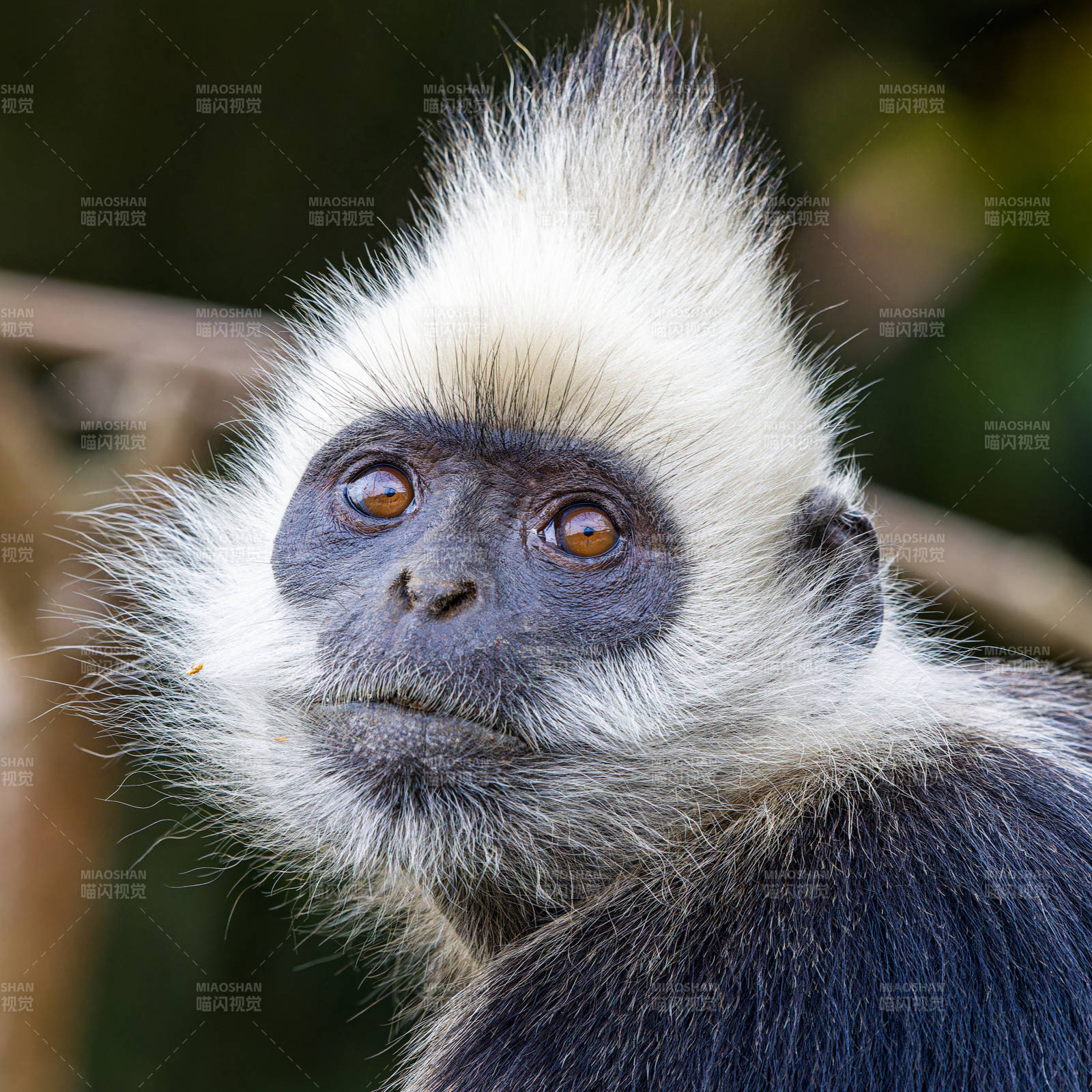 白头叶猴的特写镜头图片