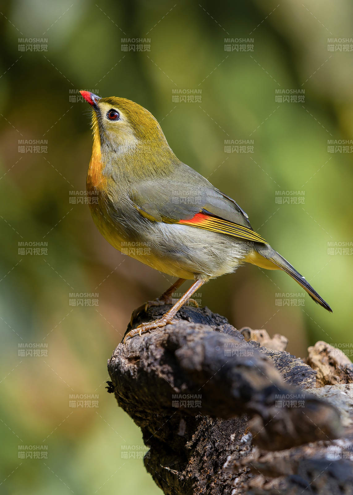 红嘴相思鸟栖息枝头图片