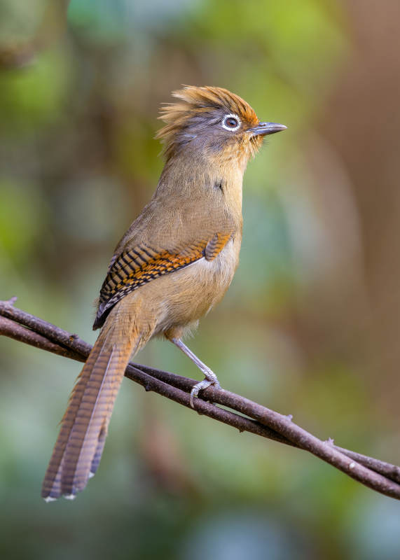 斑翅鸟栖息枝头图片