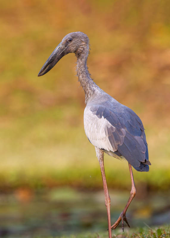 优雅的钳嘴鹳漫步湿地图片