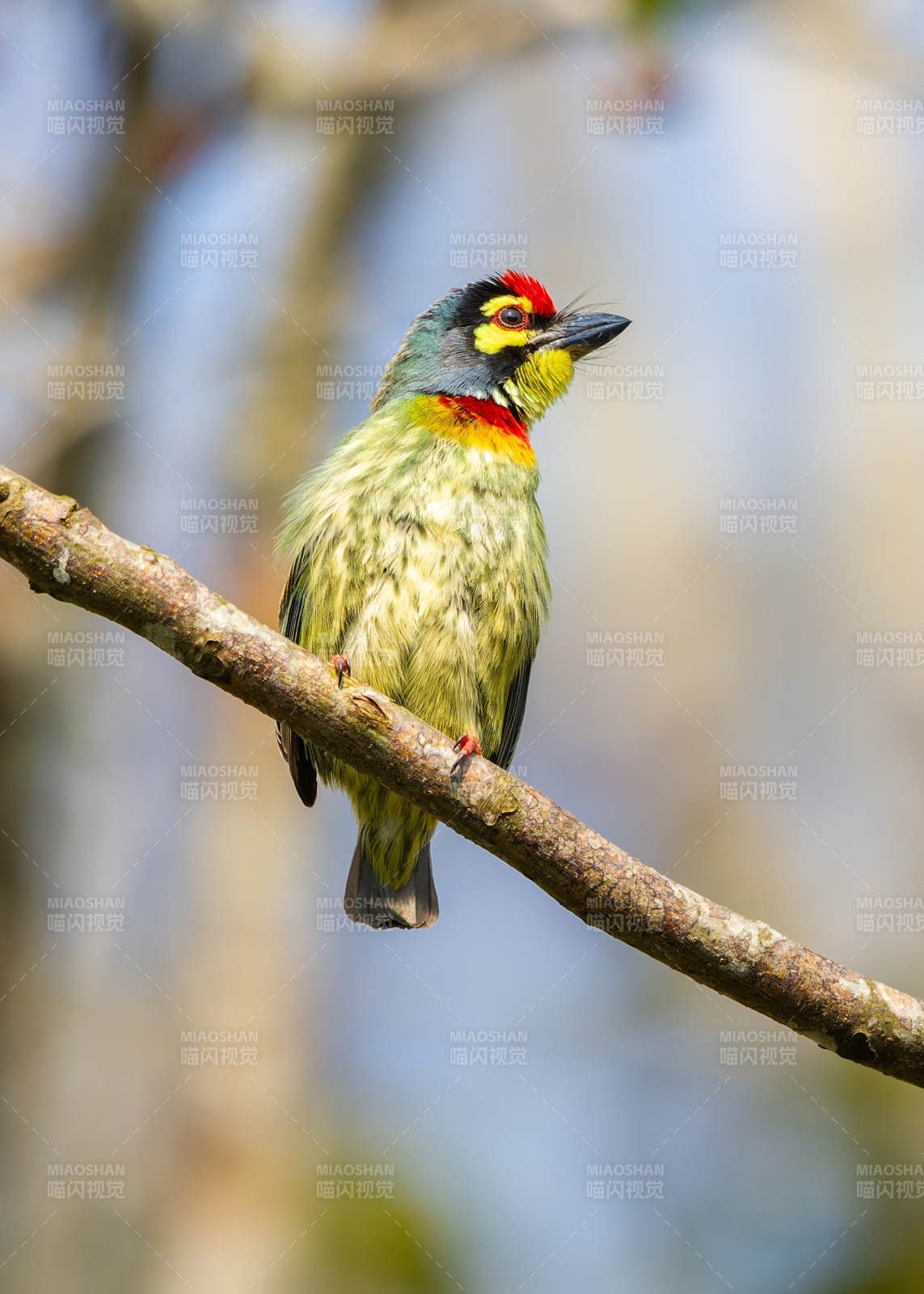 赤胸拟啄木鸟栖枝头图片