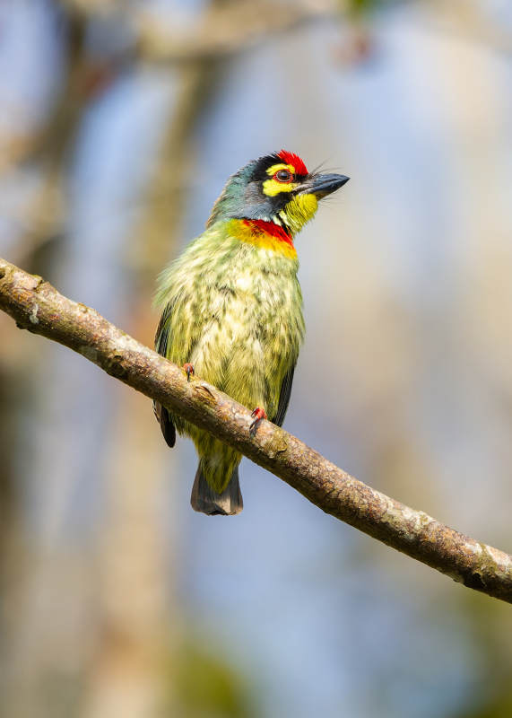 赤胸拟啄木鸟栖枝头图片