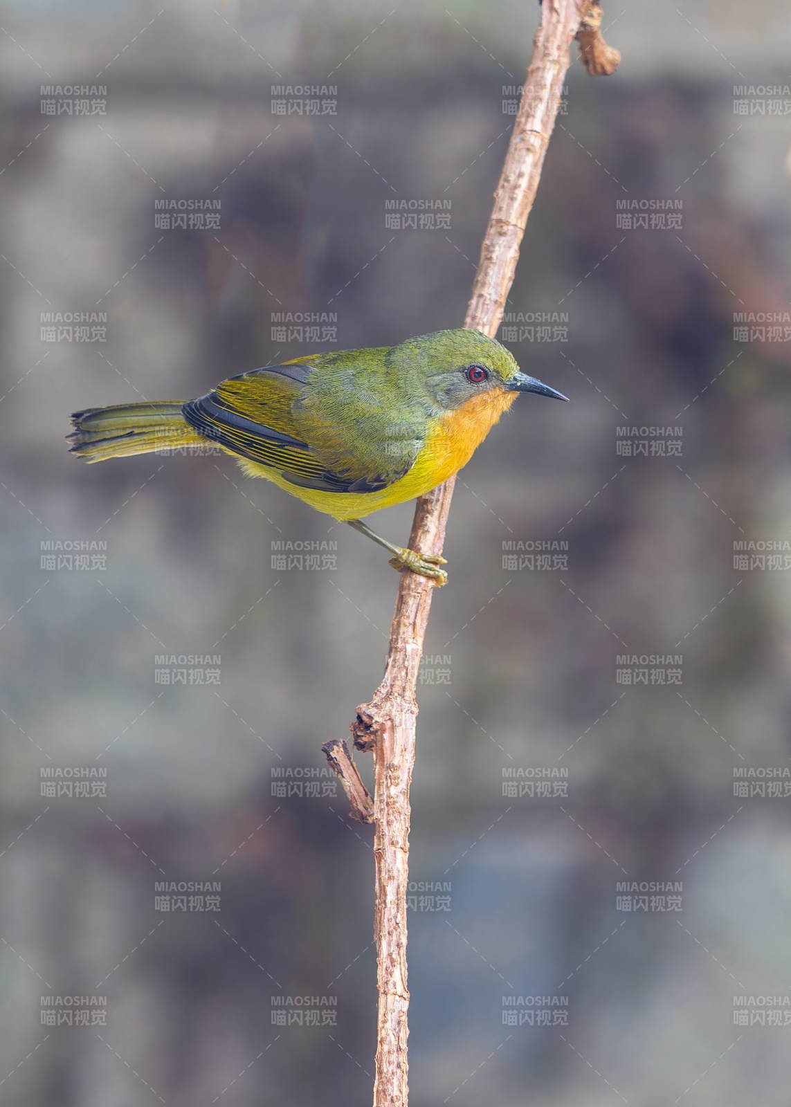绿背姬鹟栖枝头图片