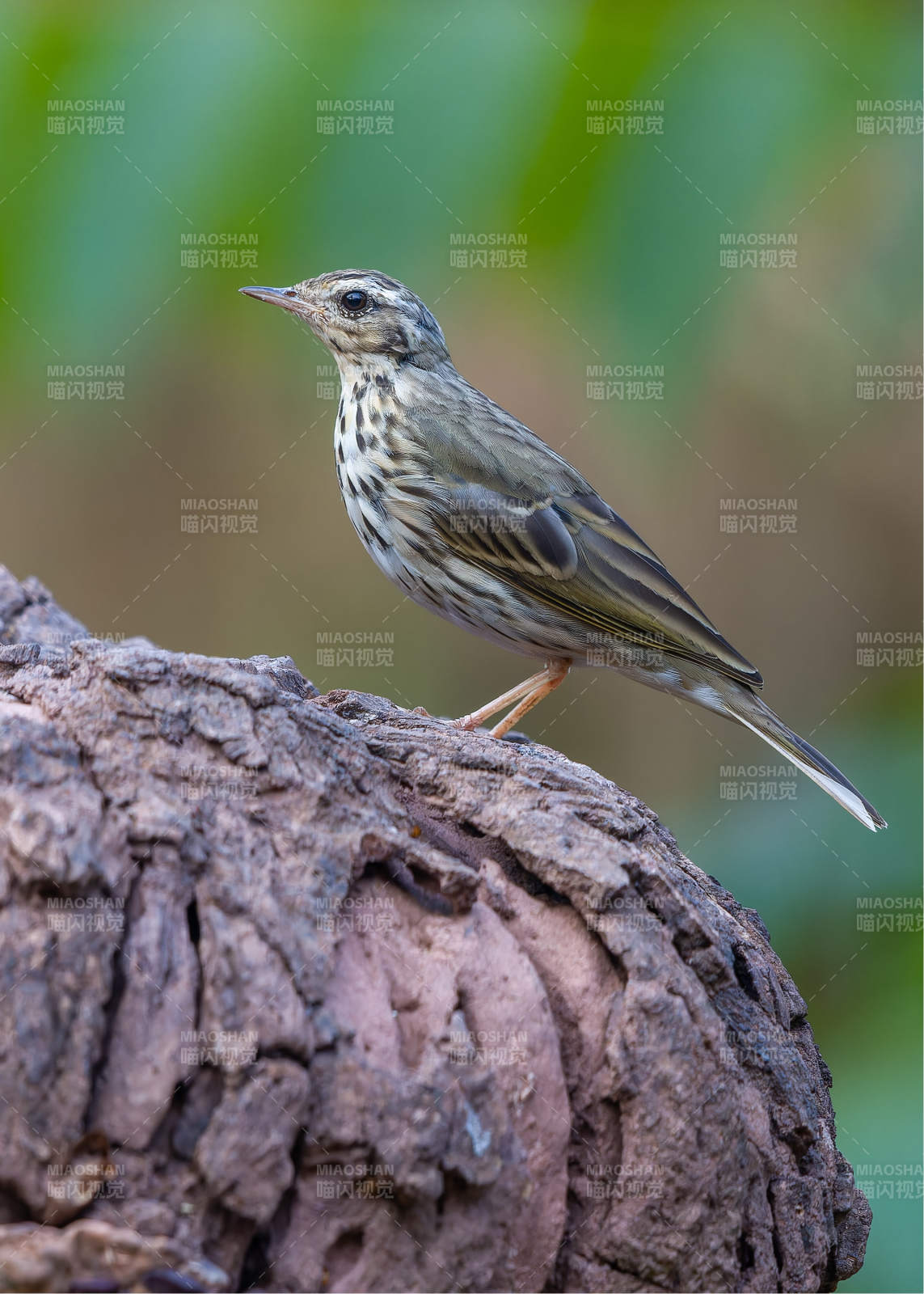树鹨栖息于枯木之上图片