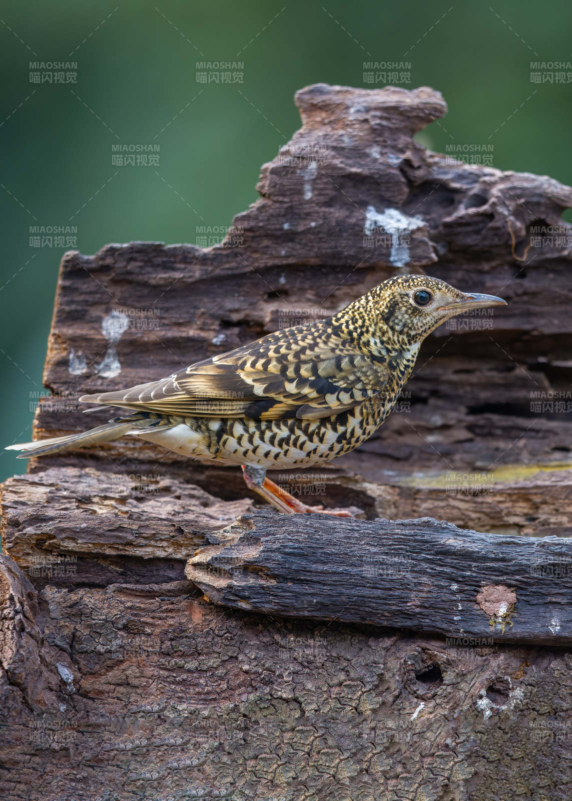 斑点鸟栖息于树桩上图片