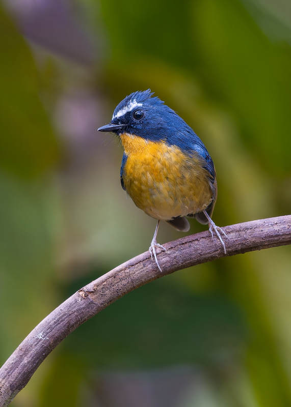 棕胸蓝姬鹟栖息枝头图片