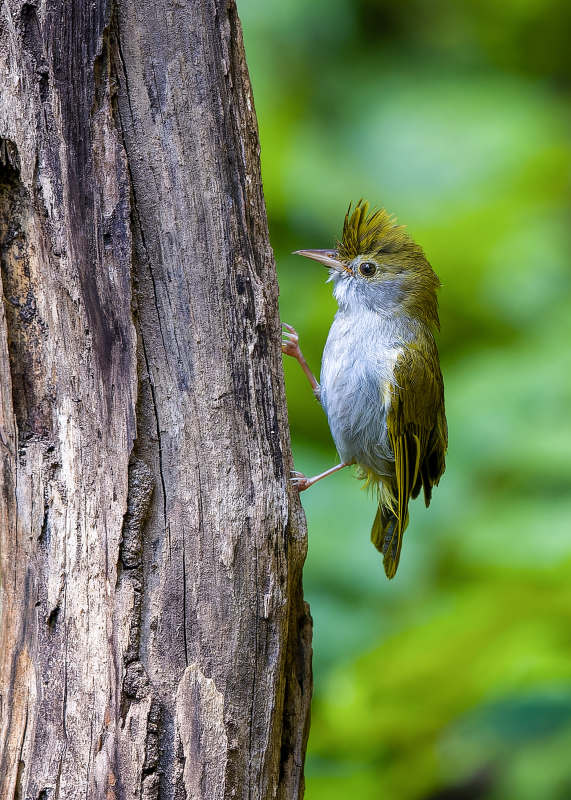 树干上的小鸟图片