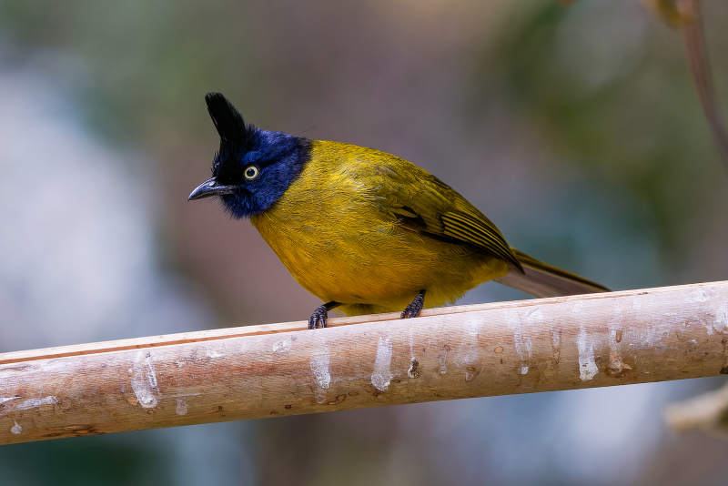 黄黑相间的鸟儿栖息枝头图片