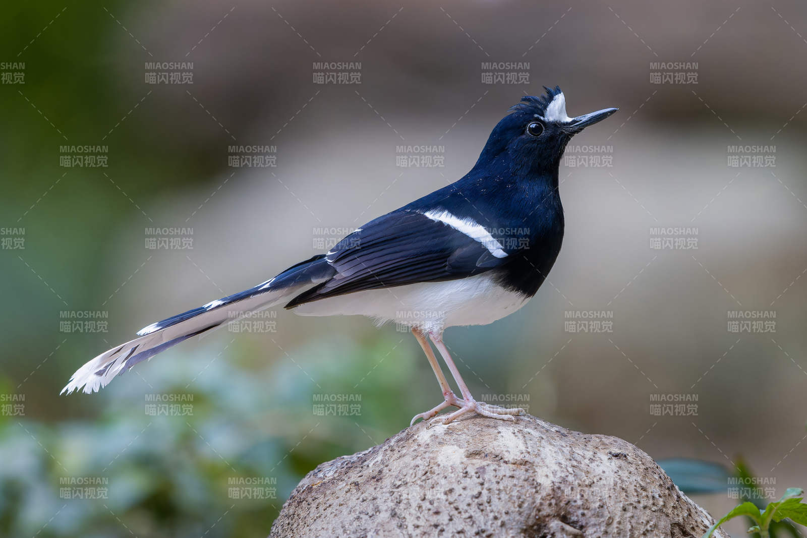 白额燕尾鸟栖息石上图片