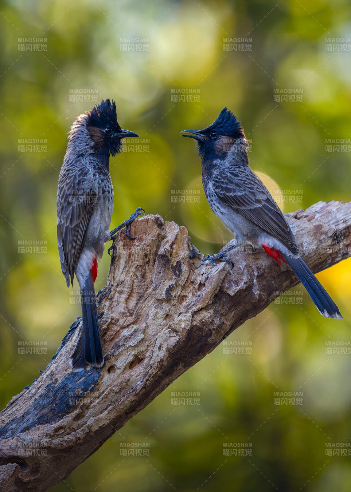 两只小鸟栖息在树枝上图片