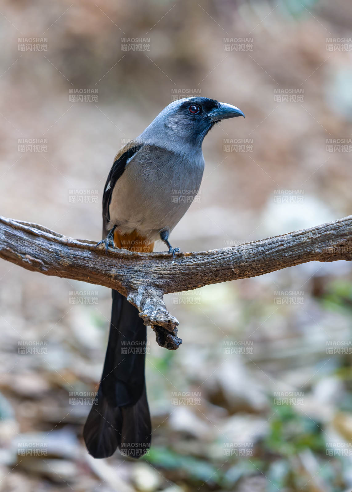灰树鹊栖息枝头图片