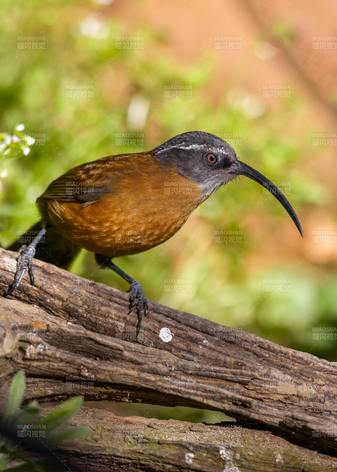 弯嘴鸟栖息树枝上图片