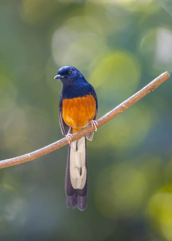 橙腹蓝鹊栖枝头图片