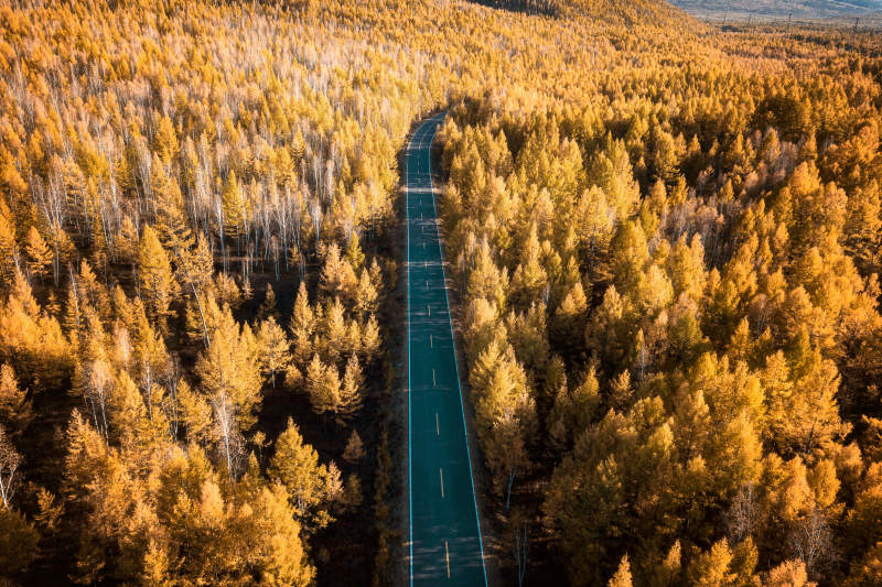 根白路金黄的秋色图片